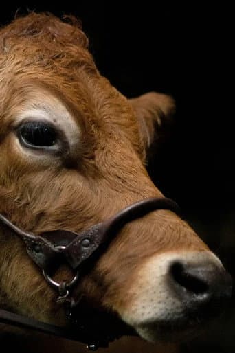 Poster for A Feeling of Home: The Making of First Cow