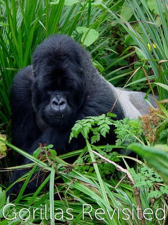 Poster for Gorillas Revisited with Sir David Attenborough