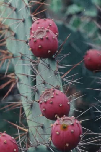 Poster for Black Cactus