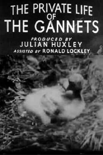 Poster for The Private Life of the Gannets