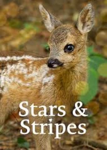 Poster for Stars and Stripes