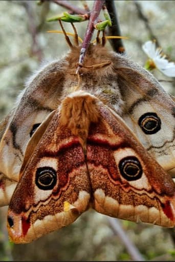 Poster for Purple Emperor