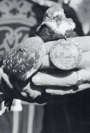 Poster for War Pigeon