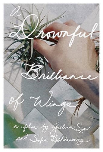 Poster for A Drownful Brilliance of Wings
