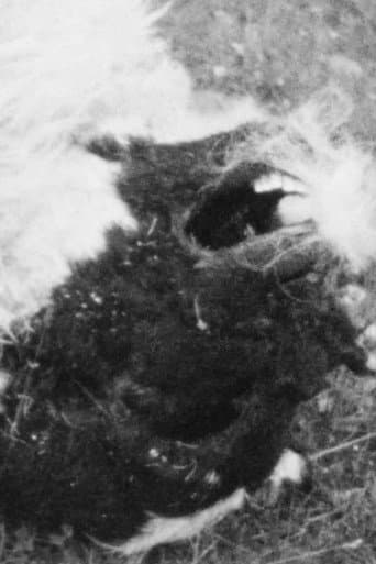 Poster for The Breath of Sheep
