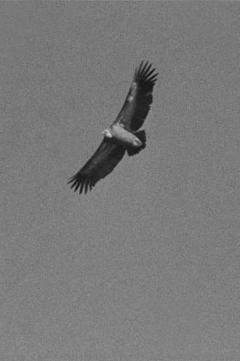 Poster for Vultures
