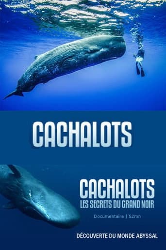 Poster for Cachalots, les Secrets du Grand Noir