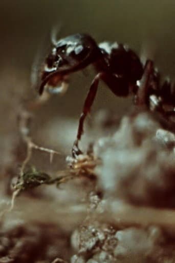 Poster for Ant Trails